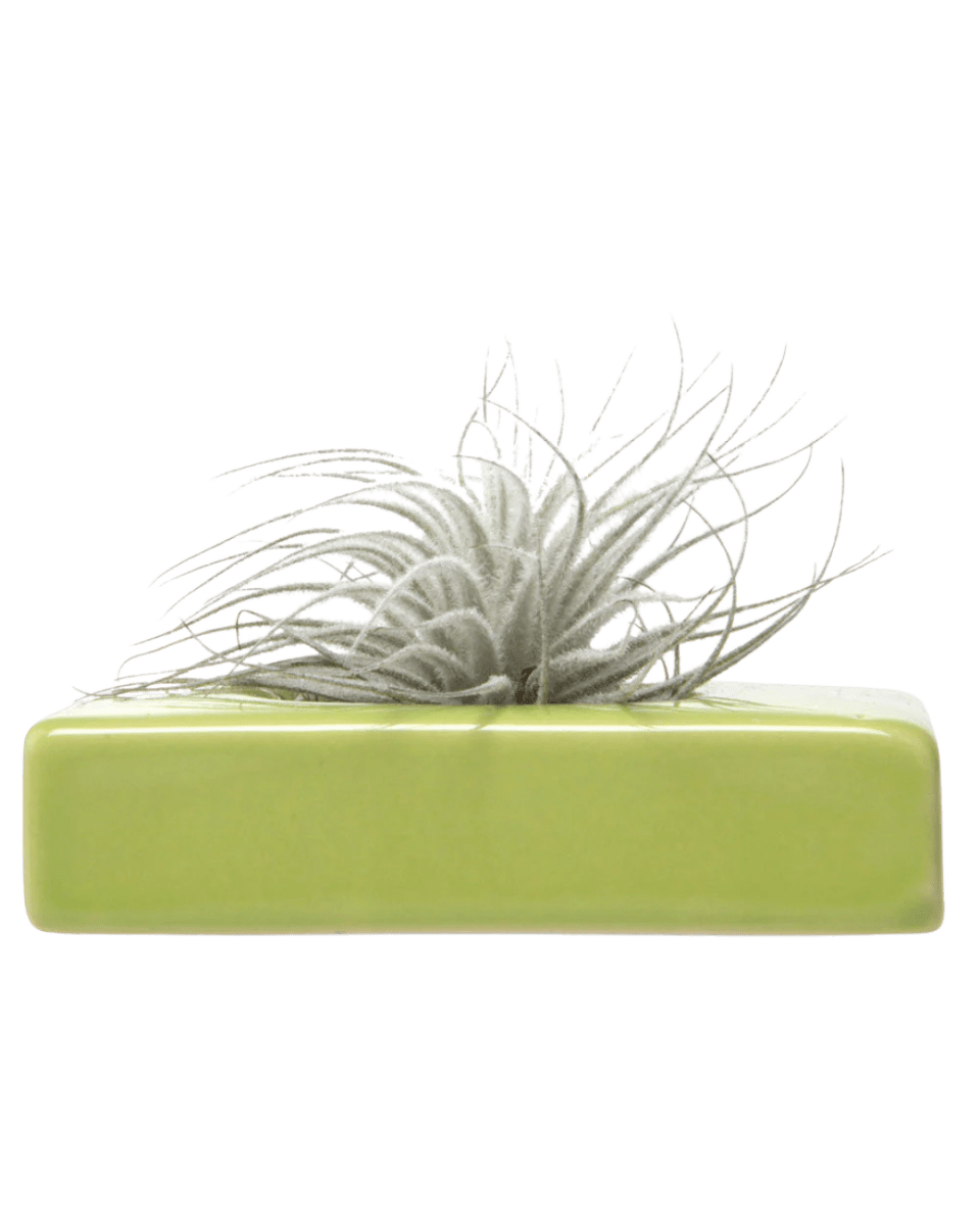 Swayzak Ceramic Dish For Ikebana Kenzans Kit - Chive US Wholesale