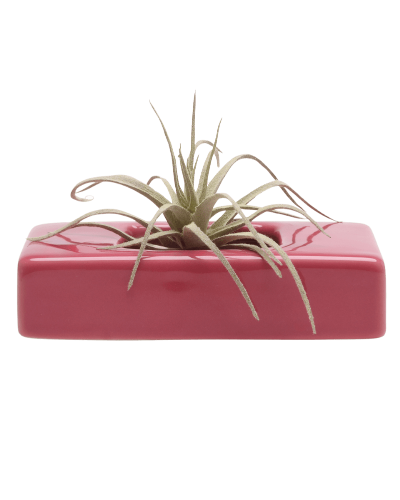 Swayzak Ceramic Dish For Ikebana Kenzans Kit - Chive US Wholesale