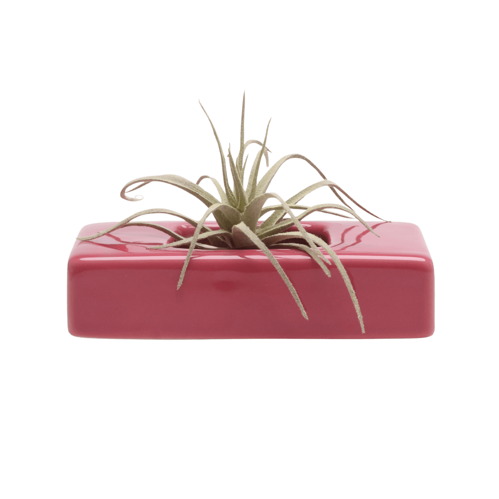 Swayzak Ceramic Dish For Ikebana Kenzans Kit - Chive US Wholesale