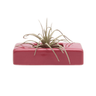 Swayzak Ceramic Dish For Ikebana Kenzans Kit - Chive US Wholesale