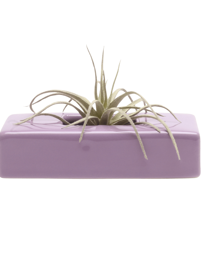 Swayzak Ceramic Dish For Ikebana Kenzans - Chive US Wholesale