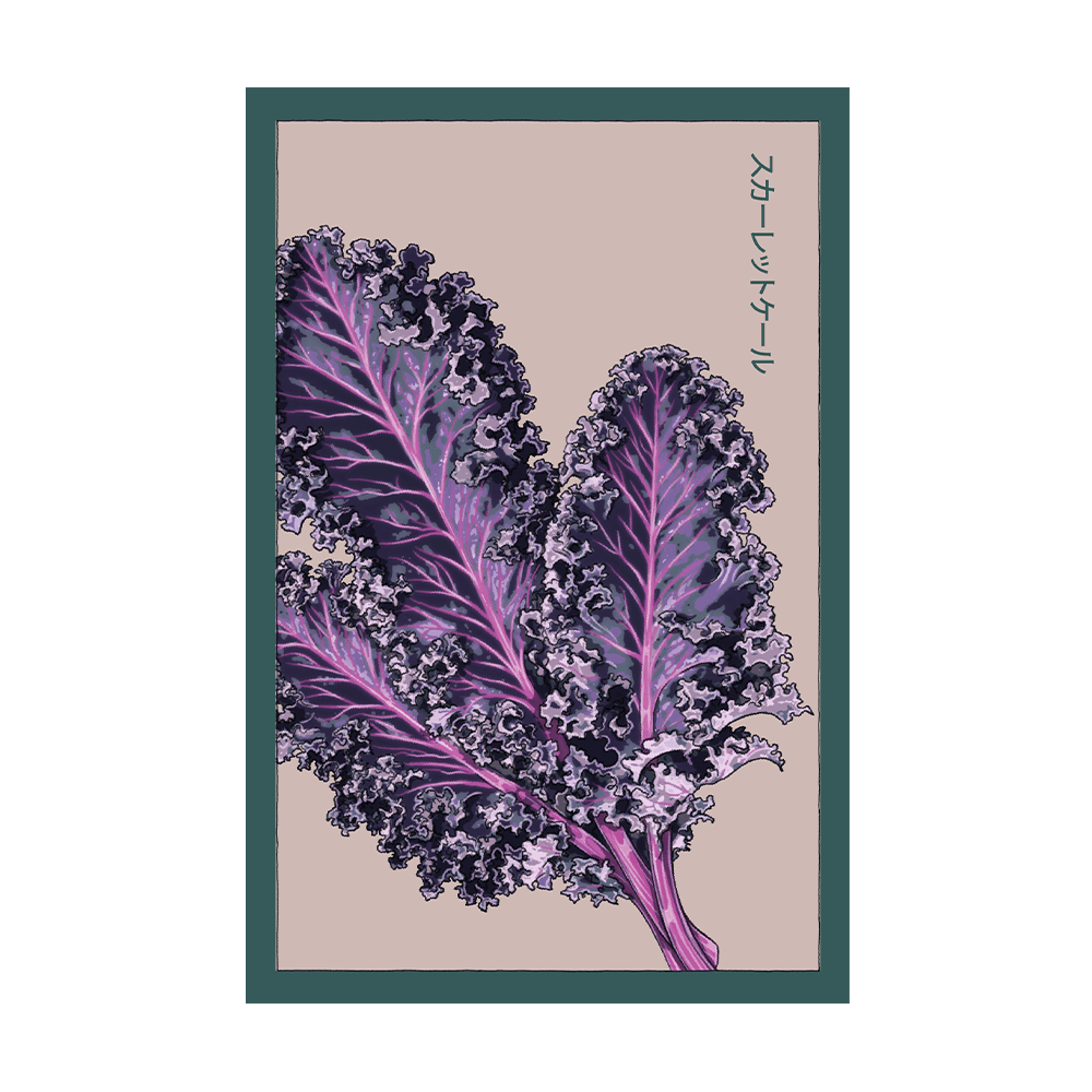 Scarlet Kale Vegetable Seeds Packet - Chive US Wholesale