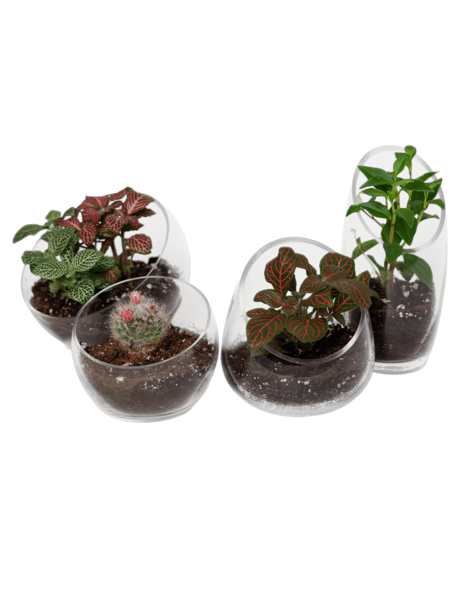 Terrarium Bowl Glass Succulent Garden - Chive US Wholesale
