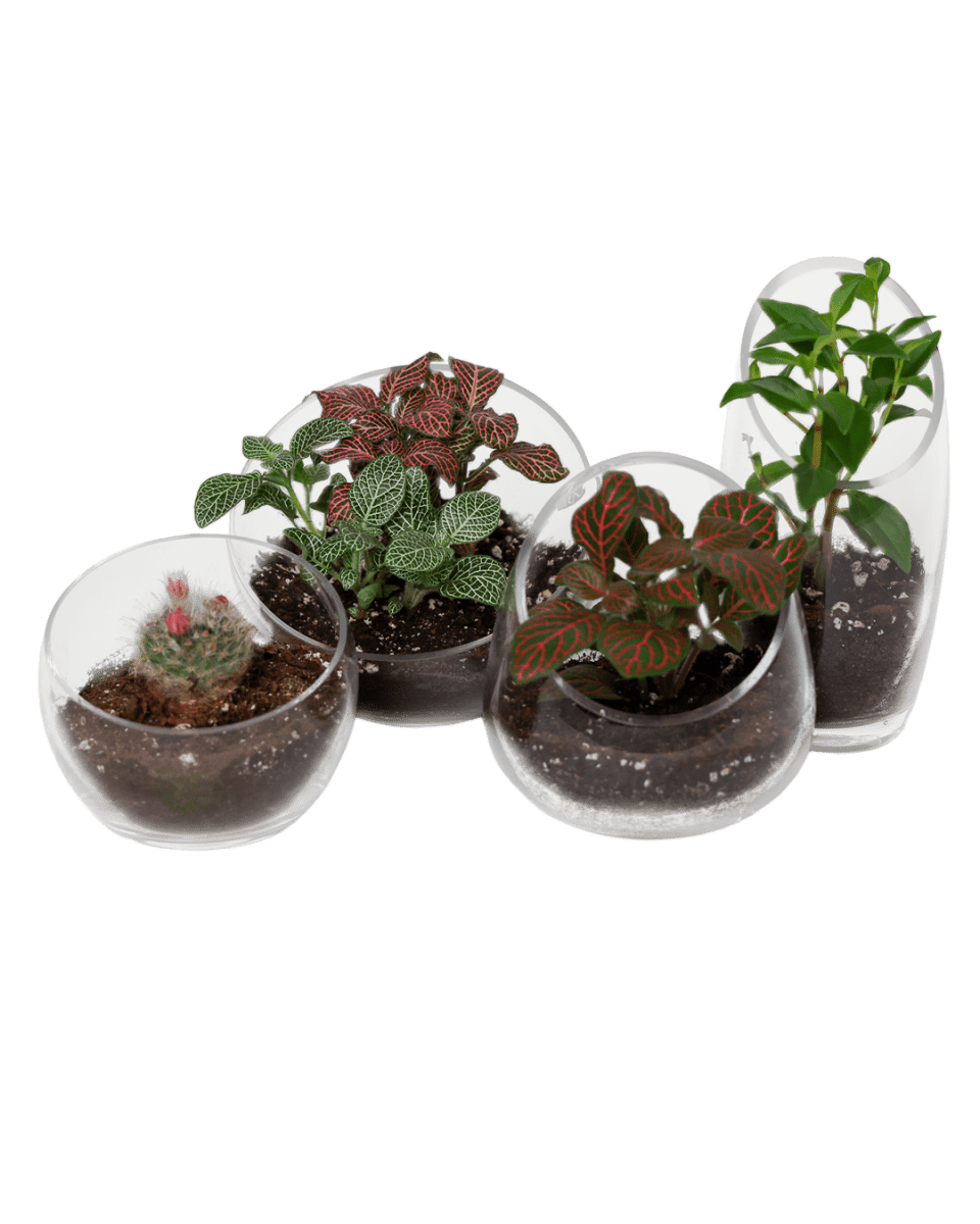 Terrarium Bowl Glass Succulent Garden - Chive US Wholesale