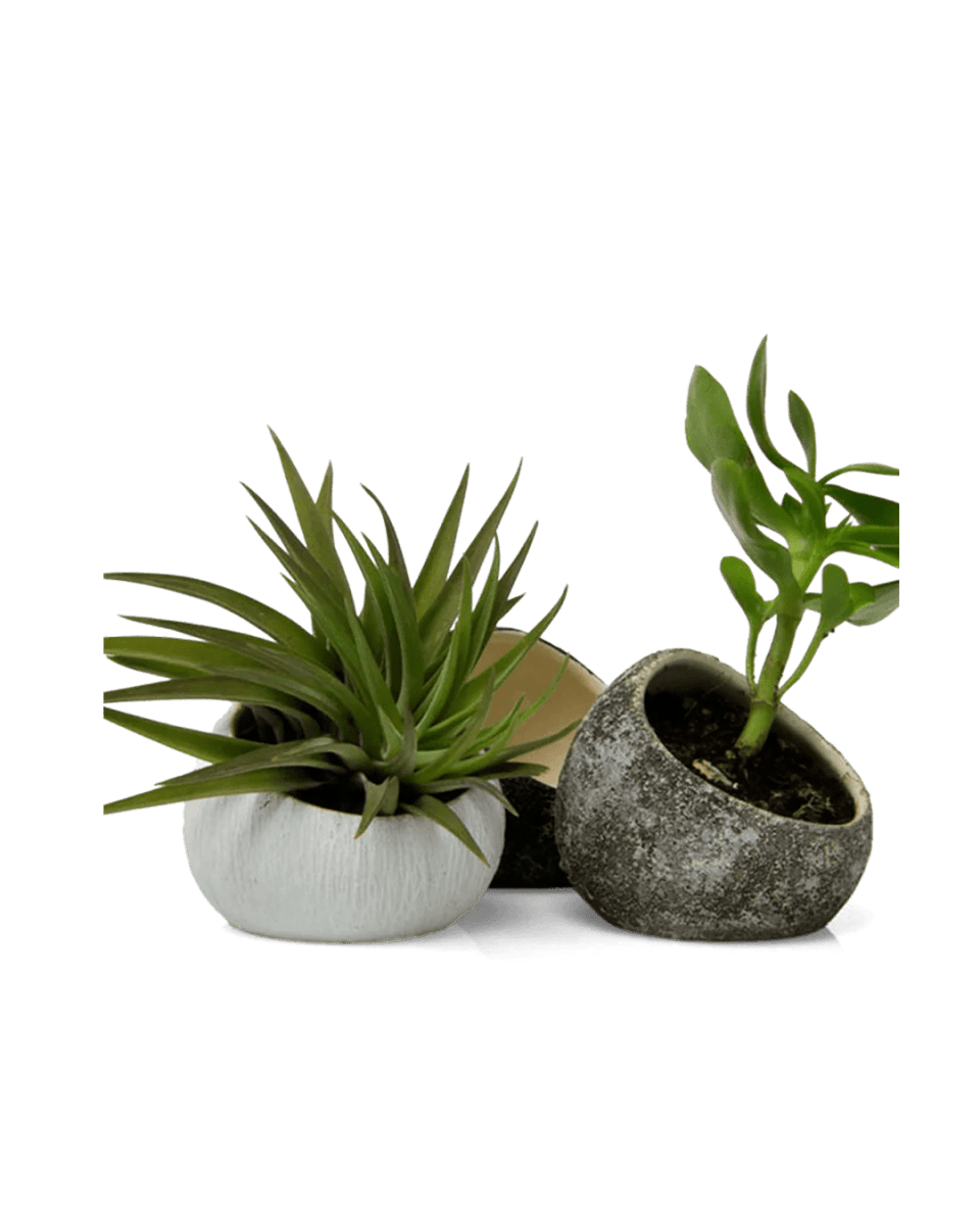 Terrarium Koski Ceramic Air Plant Holder Kit - Chive US Wholesale