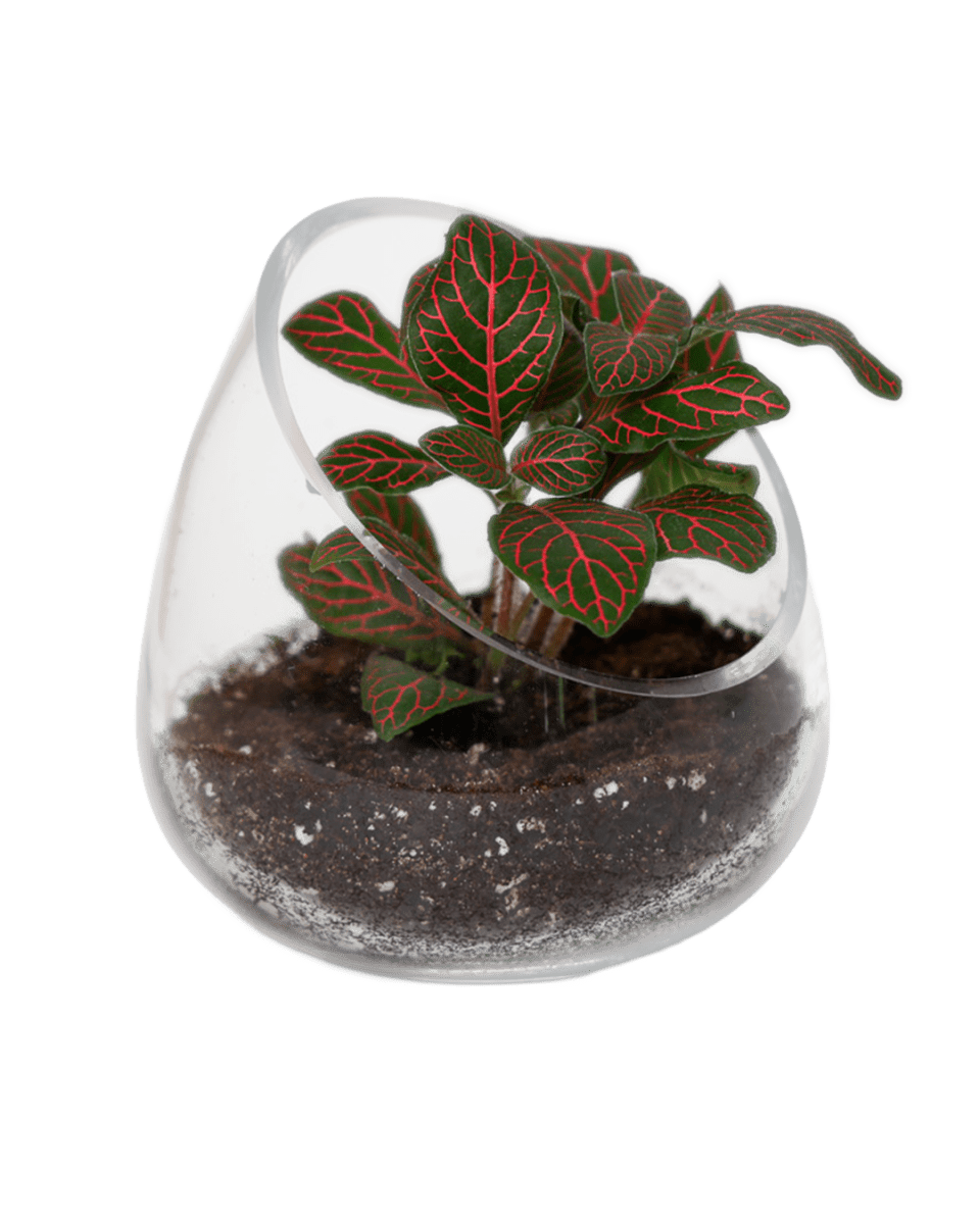 Terrarium Bowl Glass Succulent Garden - Chive US Wholesale