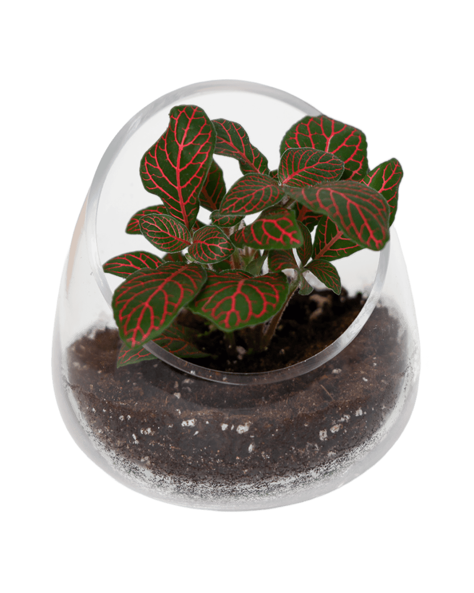 Terrarium Bowl Glass Succulent Garden - Chive US Wholesale