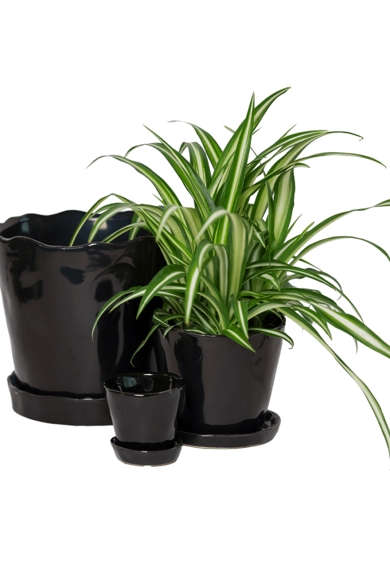 Tika Ceramic Pot & Saucer Set With Drainage - Chive US Wholesale