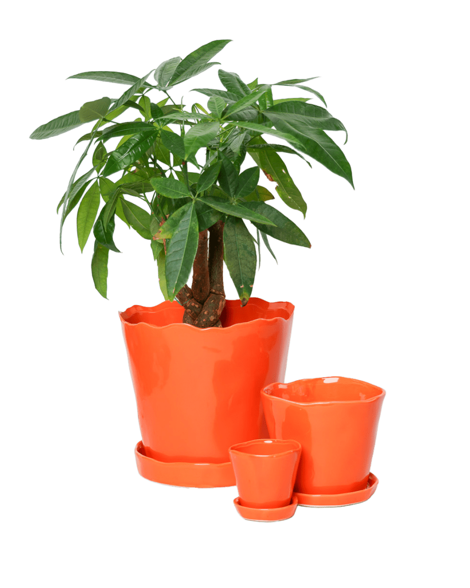 Tika Ceramic Pot & Saucer Set With Drainage - Chive US Wholesale