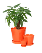 Tika Ceramic Pot & Saucer Set With Drainage - Chive US Wholesale