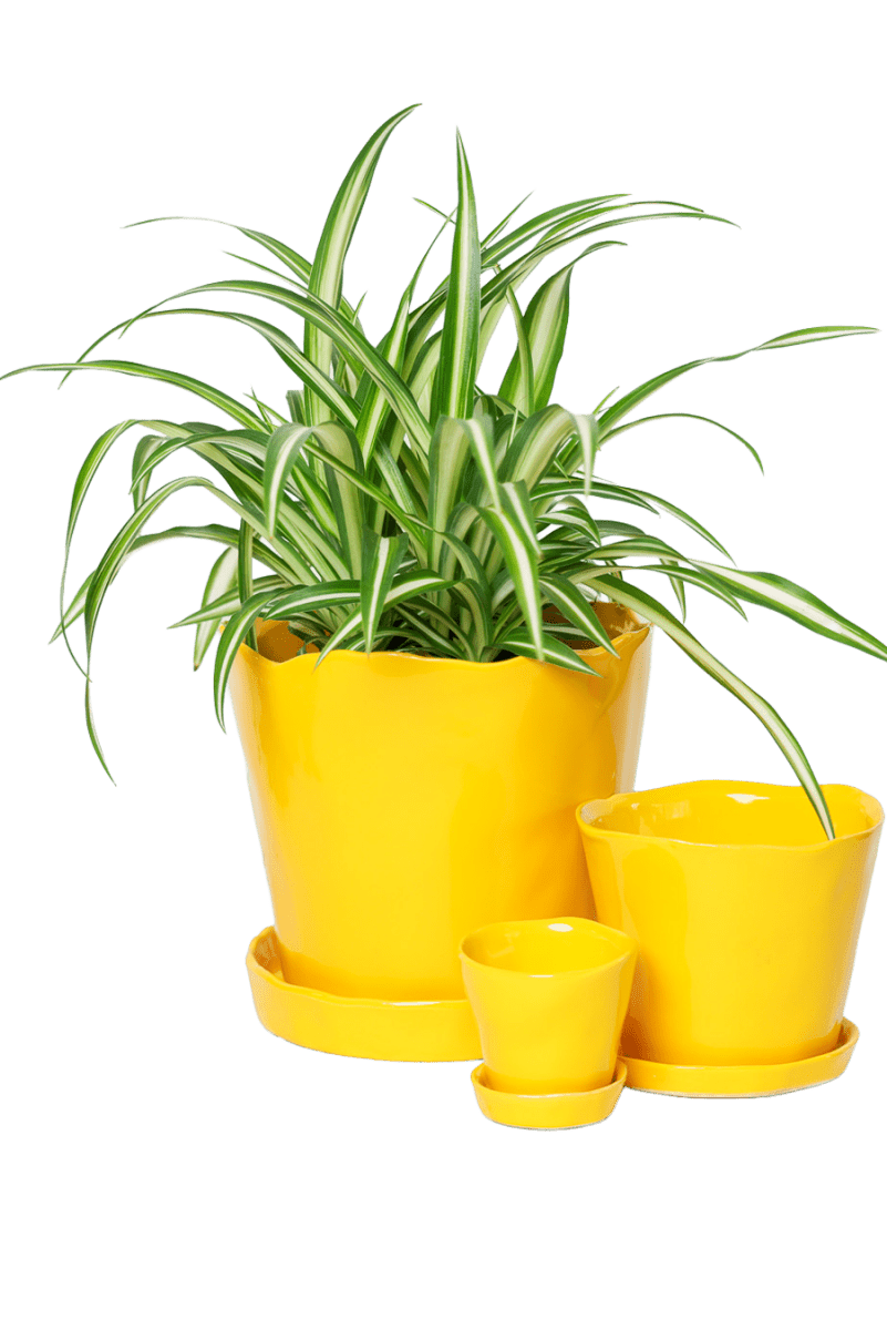 Tika Ceramic Pot & Saucer Set With Drainage - Chive US Wholesale