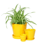 Tika Ceramic Pot & Saucer Set With Drainage - Chive US Wholesale