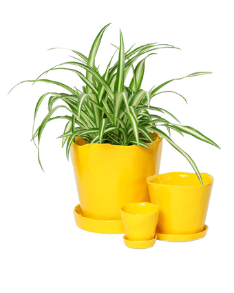 Tika Ceramic Pot & Saucer Set With Drainage - Chive US Wholesale