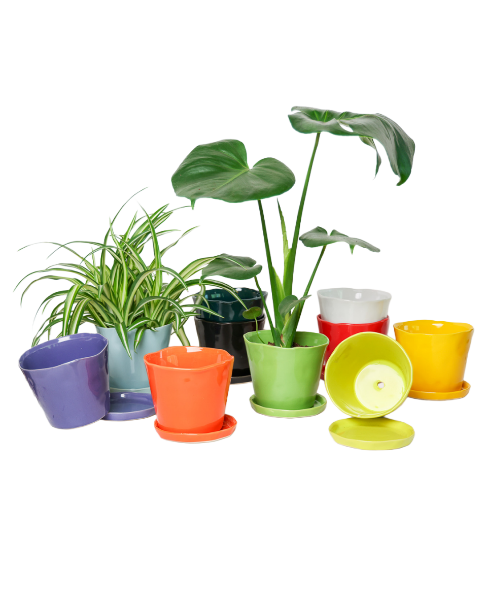 Tika Pot & Saucer | 5 inch - Chive US Wholesale
