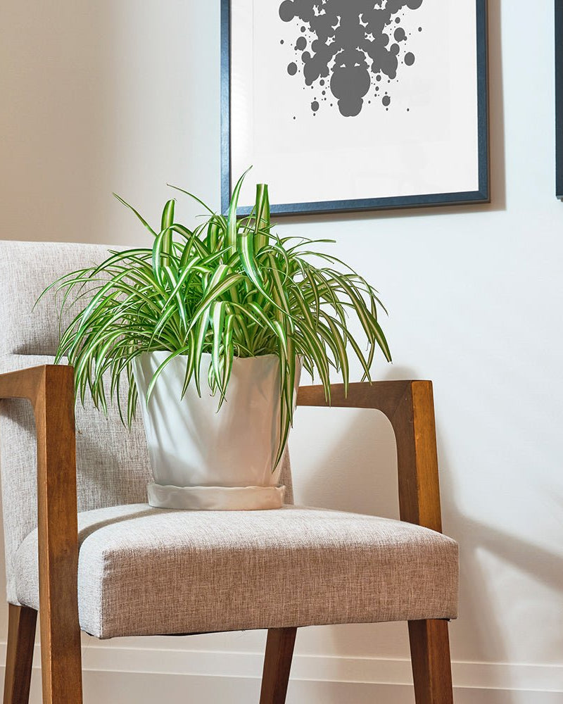 Tika Ceramic Pot & Saucer Set With Drainage - Chive US Wholesale