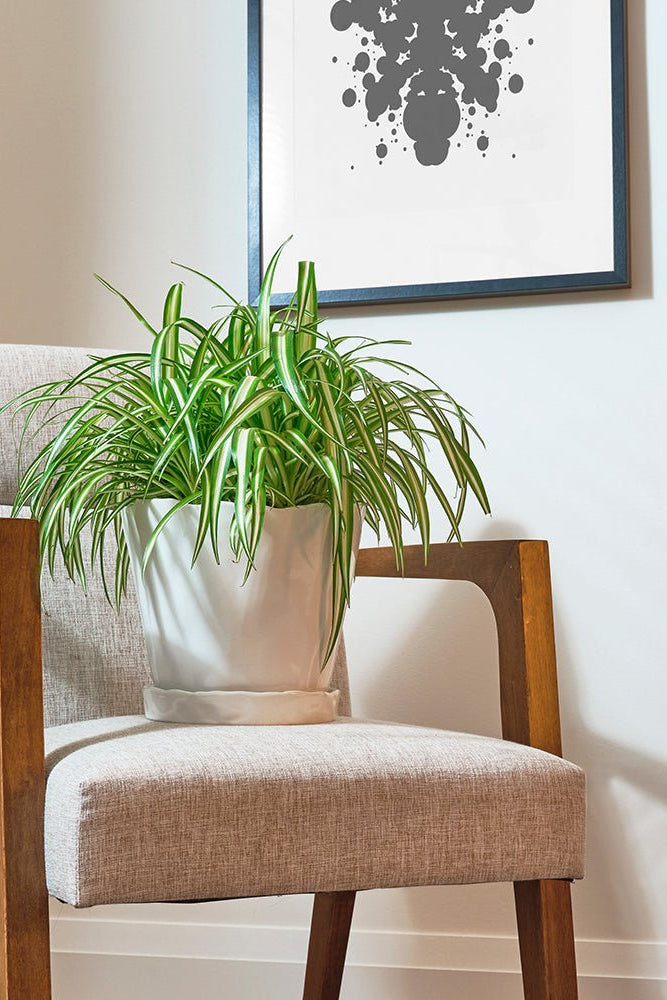 Tika Ceramic Pot & Saucer Set With Drainage - Chive US Wholesale