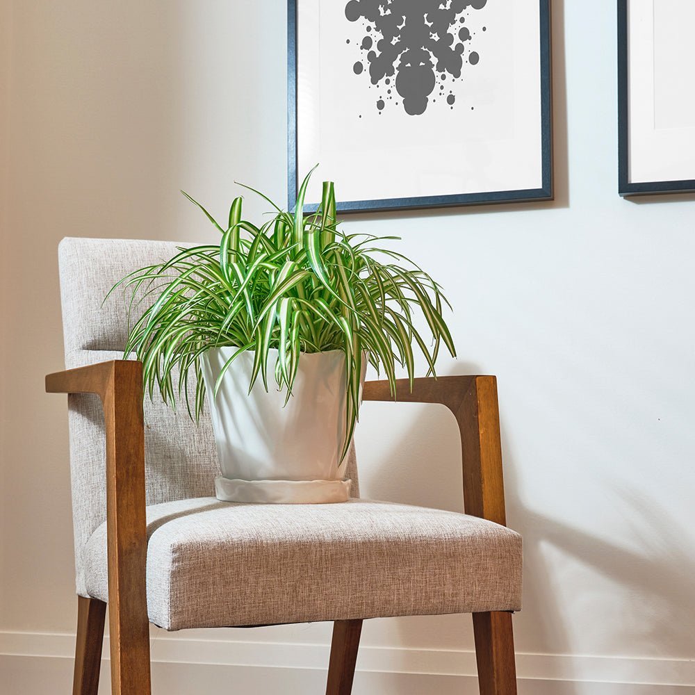 Tika Ceramic Pot & Saucer Set With Drainage - Chive US Wholesale