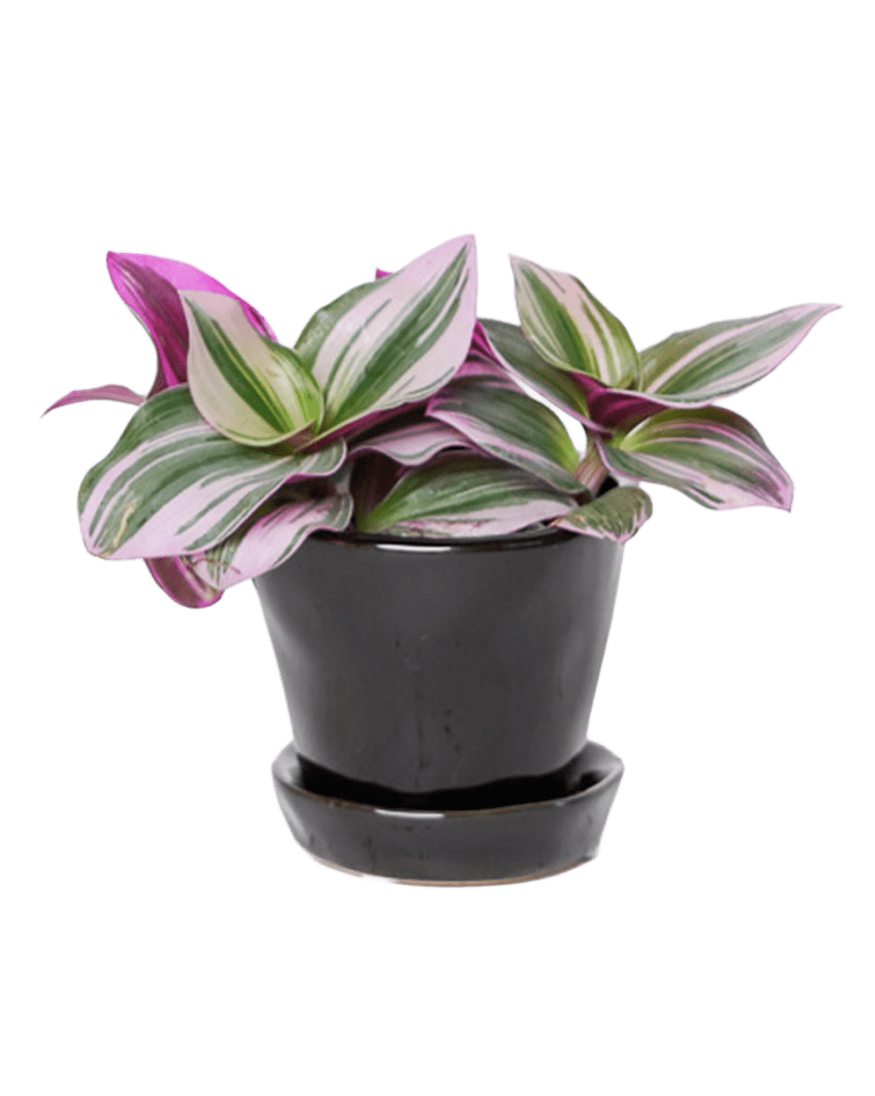 Tika Ceramic Pot & Saucer Set With Drainage - Chive US Wholesale