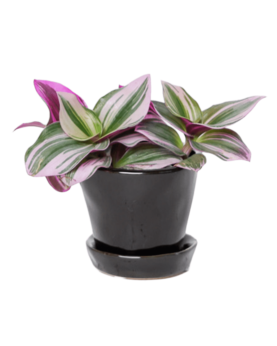 Tika Ceramic Pot & Saucer Set With Drainage - Chive US Wholesale