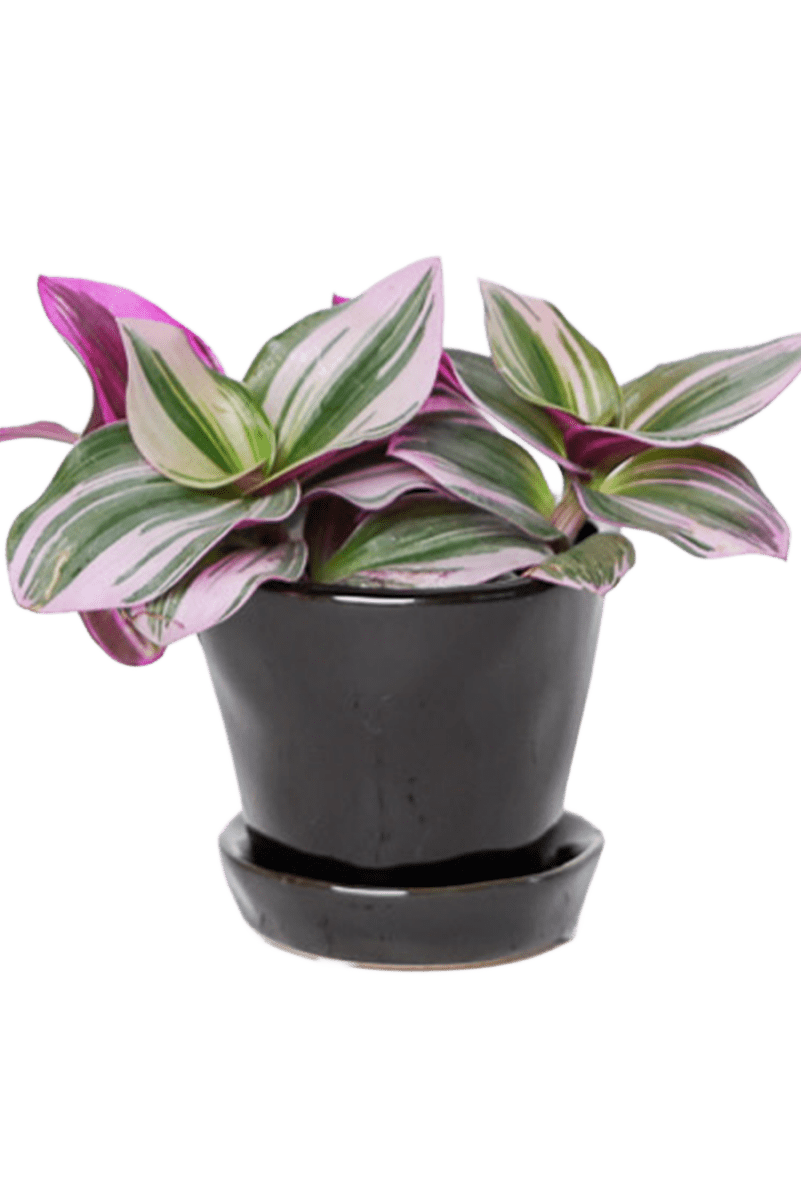 Tika Ceramic Pot & Saucer Set With Drainage - Chive US Wholesale