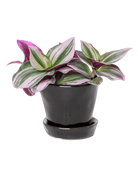 Tika Ceramic Pot & Saucer Set With Drainage - Chive US Wholesale