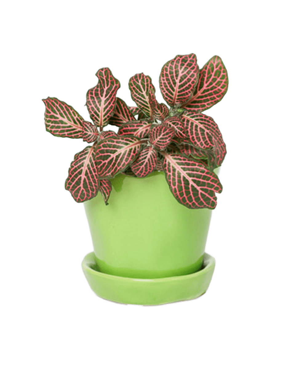 Tika Ceramic Pot & Saucer Set With Drainage - Chive US Wholesale