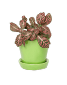 Tika Ceramic Pot & Saucer Set With Drainage - Chive US Wholesale