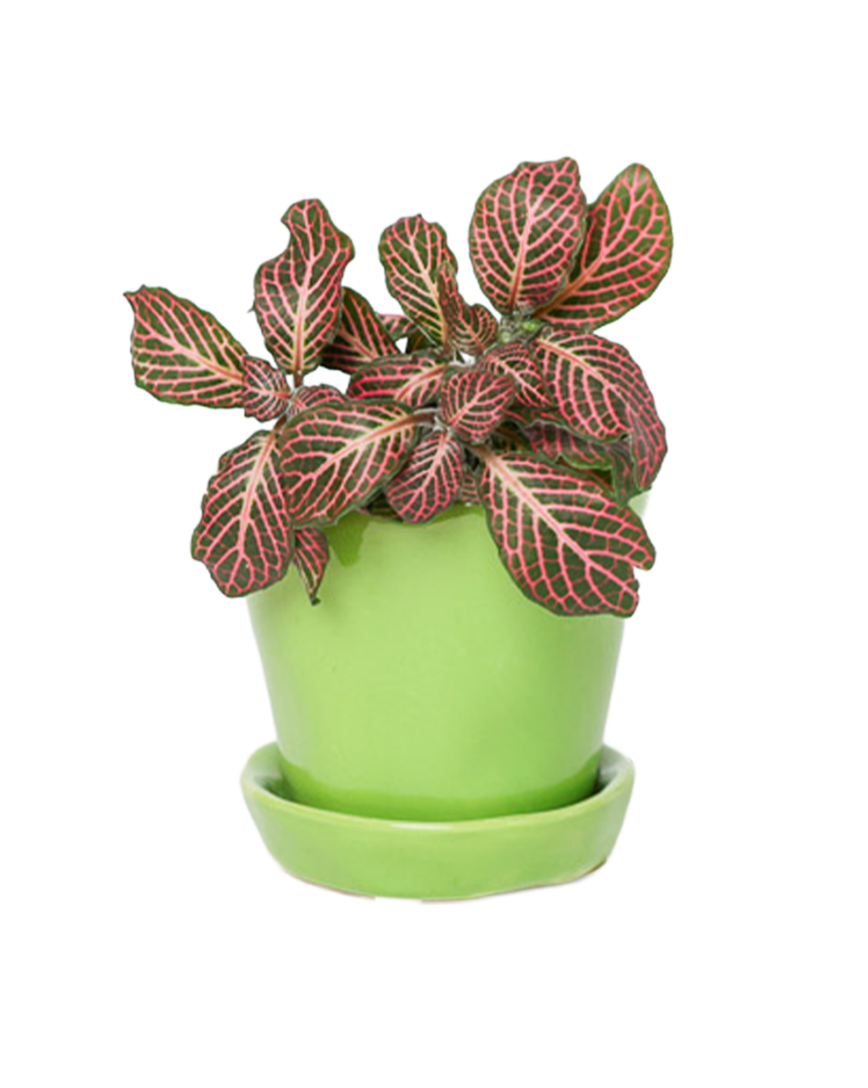 Tika Pot & Saucer | 3 inch - Chive US Wholesale