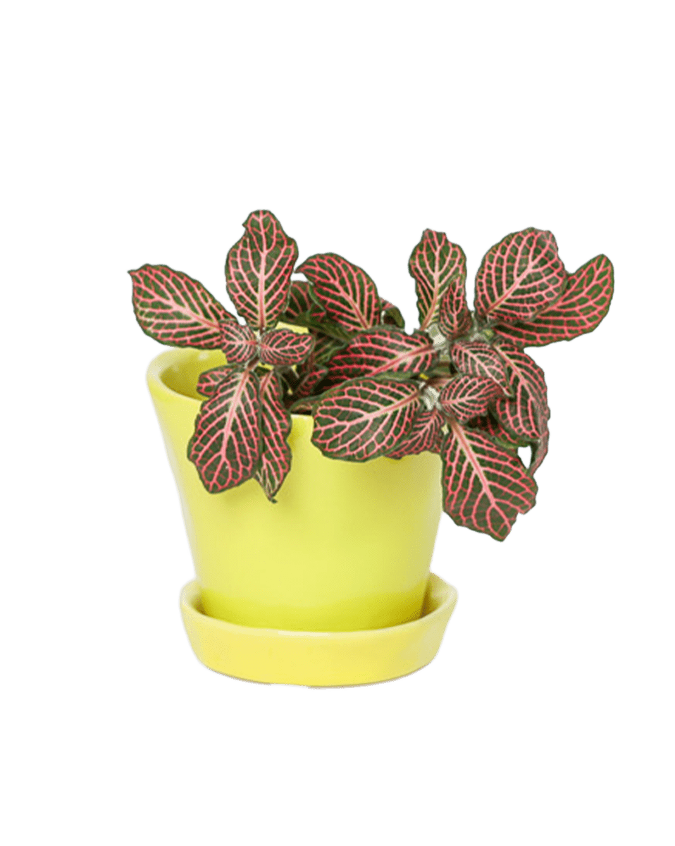 Tika Ceramic Pot & Saucer Set With Drainage - Chive US Wholesale