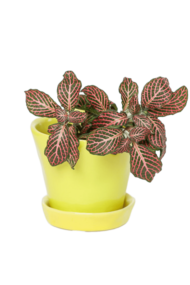 Tika Ceramic Pot & Saucer Set With Drainage - Chive US Wholesale