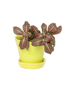 Tika Ceramic Pot & Saucer Set With Drainage - Chive US Wholesale