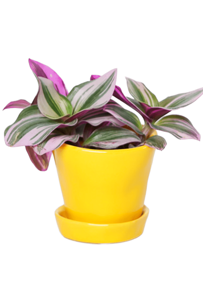 Tika Ceramic Pot & Saucer Set With Drainage - Chive US Wholesale