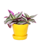 Tika Ceramic Pot & Saucer Set With Drainage - Chive US Wholesale