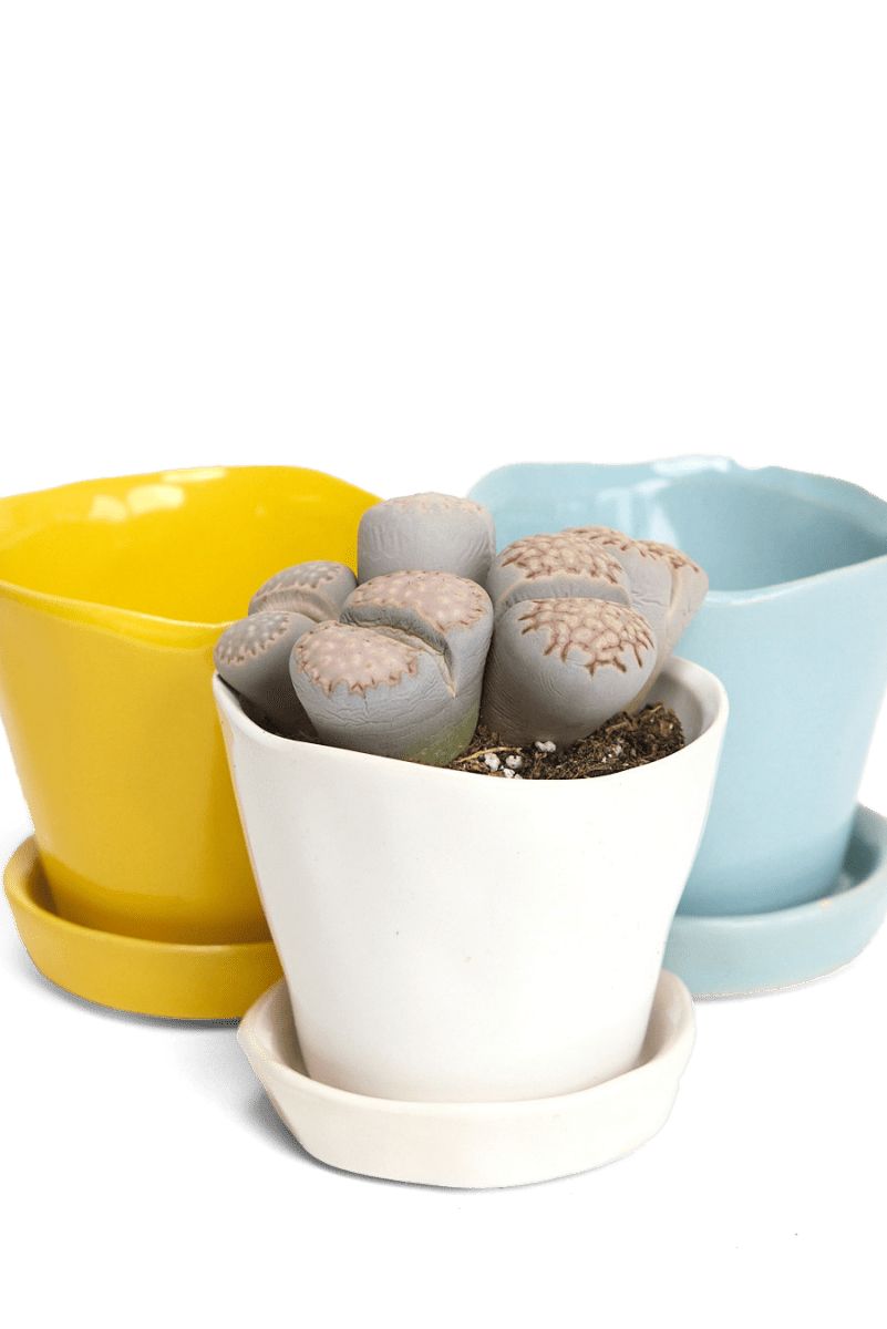 Tika Ceramic Pot & Saucer Set With Drainage - Chive US Wholesale