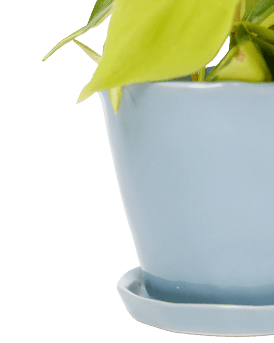 Tika Pot & Saucer 48pc Kit - X - Large - Chive US Wholesale
