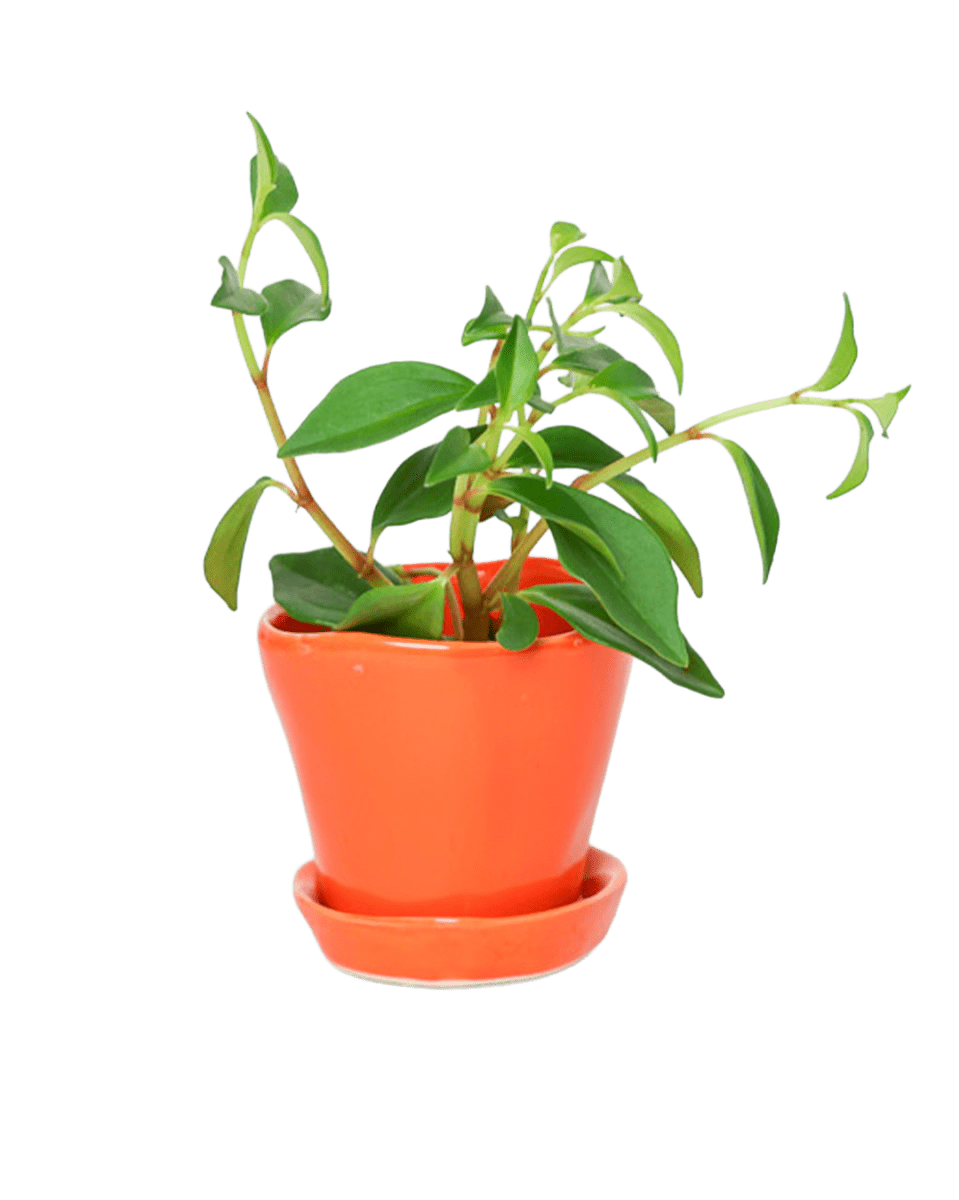 Tika Ceramic Pot & Saucer Set With Drainage - Chive US Wholesale