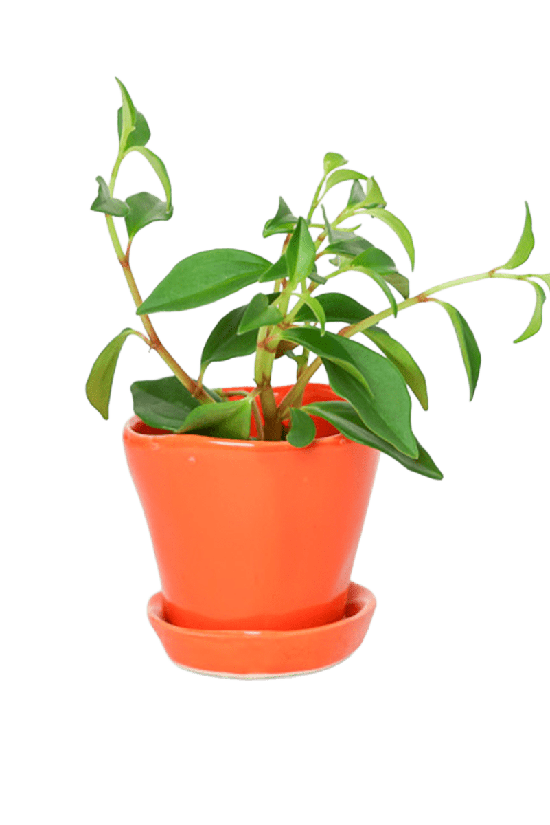 Tika Ceramic Pot & Saucer Set With Drainage - Chive US Wholesale