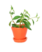 Tika Ceramic Pot & Saucer Set With Drainage - Chive US Wholesale