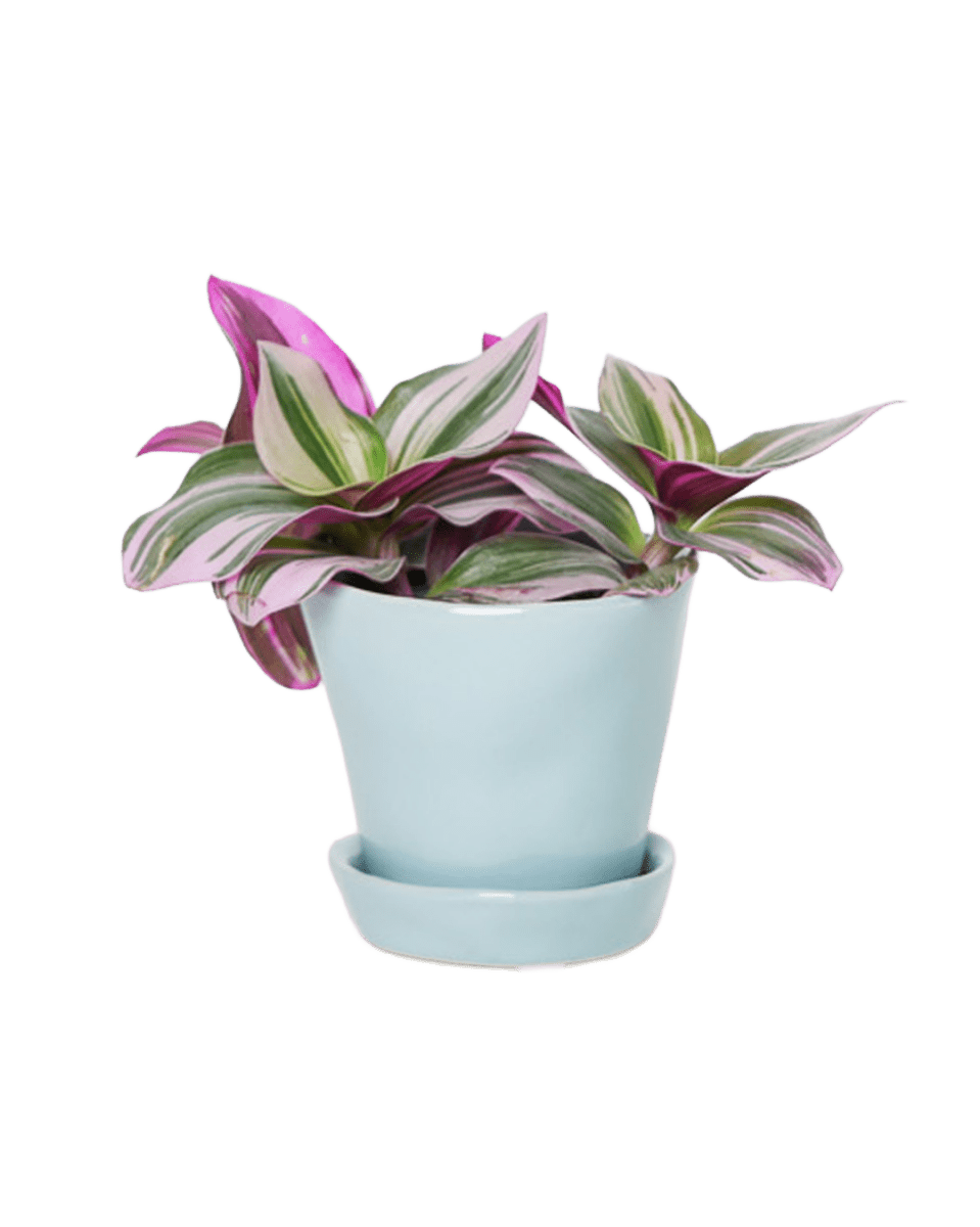 Tika Ceramic Pot & Saucer Set With Drainage - Chive US Wholesale