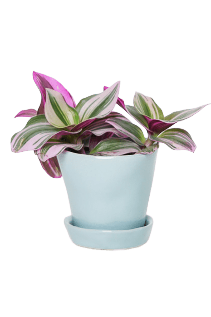 Tika Ceramic Pot & Saucer Set With Drainage - Chive US Wholesale