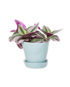 Tika Ceramic Pot & Saucer Set With Drainage - Chive US Wholesale