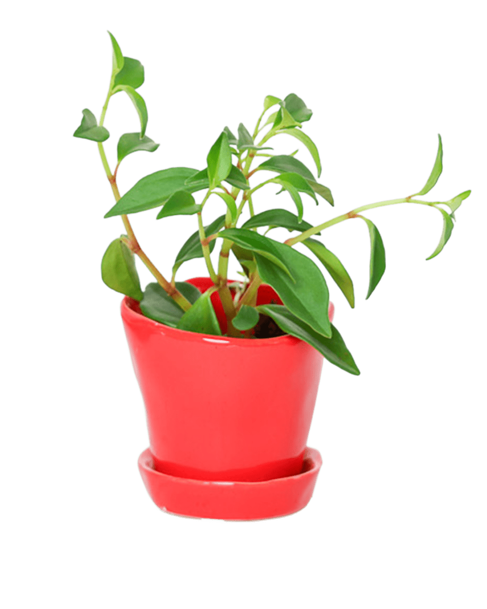 Tika Ceramic Pot & Saucer Set With Drainage - Chive US Wholesale