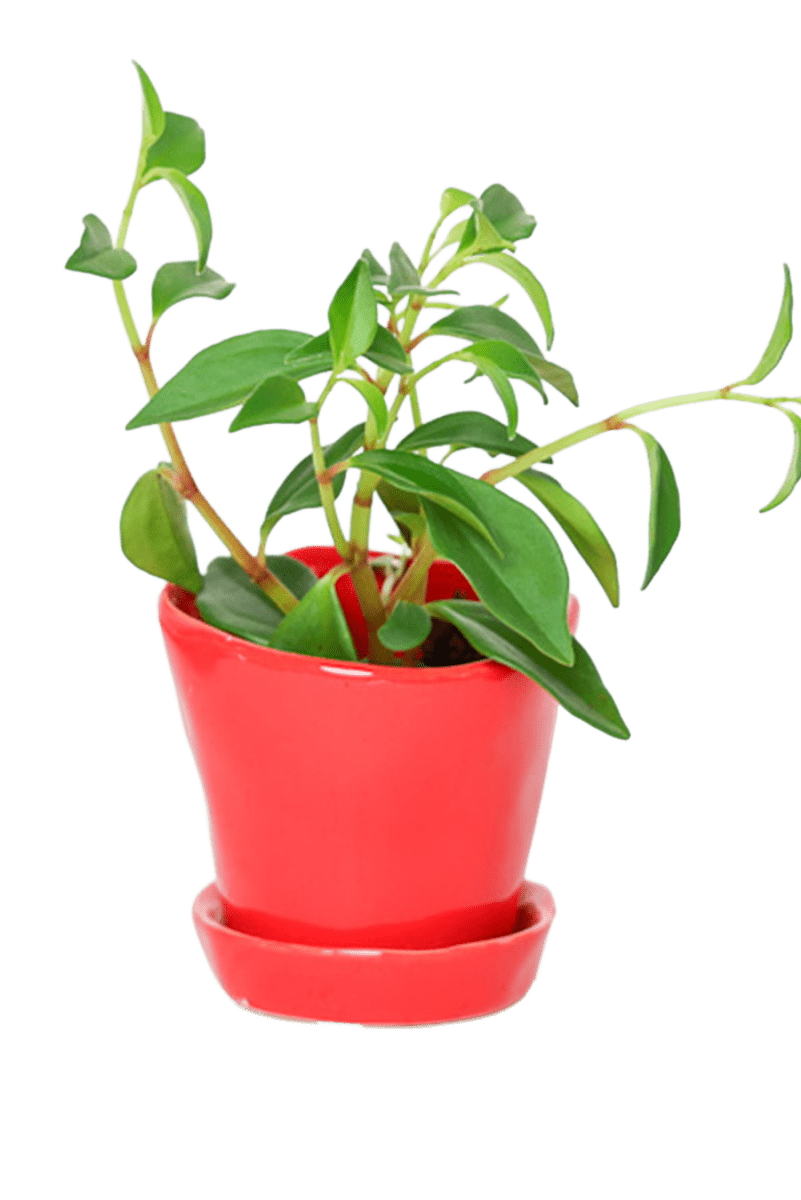 Tika Ceramic Pot & Saucer Set With Drainage - Chive US Wholesale