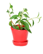 Tika Ceramic Pot & Saucer Set With Drainage - Chive US Wholesale