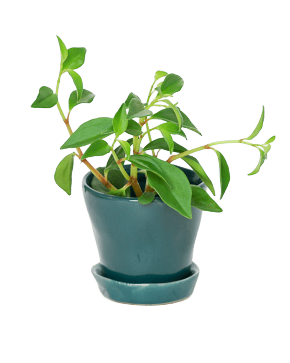 Tika Ceramic Pot & Saucer Set With Drainage - Chive US Wholesale