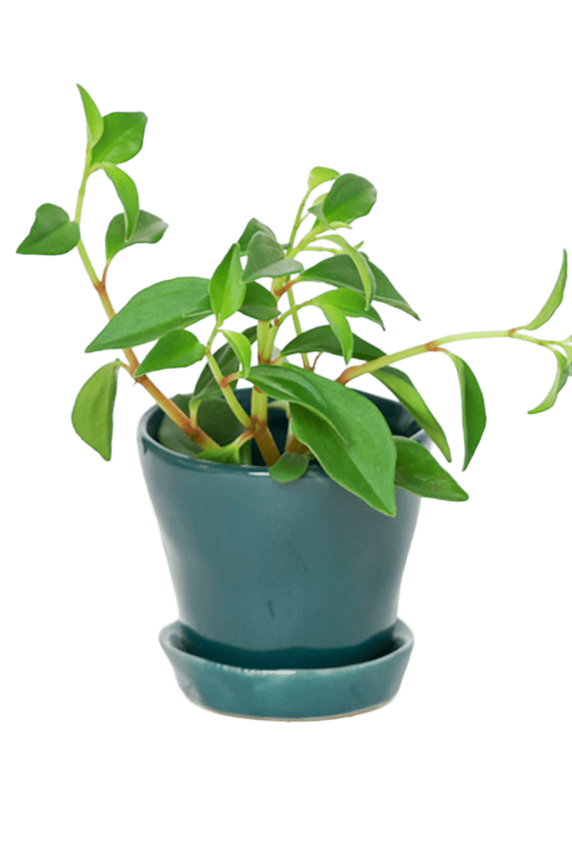 Tika Ceramic Pot & Saucer Set With Drainage - Chive US Wholesale