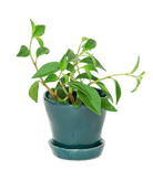 Tika Ceramic Pot & Saucer Set With Drainage - Chive US Wholesale