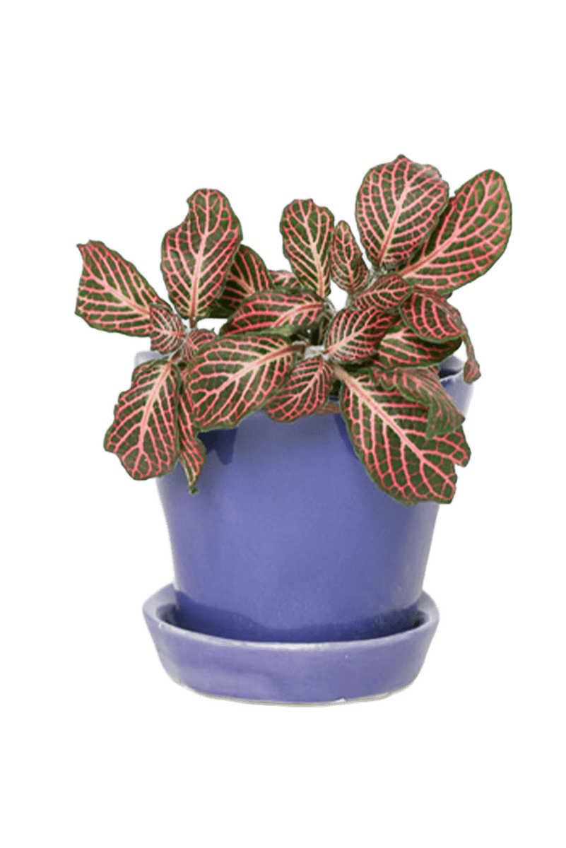 Tika Ceramic Pot & Saucer Set With Drainage - Chive US Wholesale