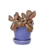 Tika Ceramic Pot & Saucer Set With Drainage - Chive US Wholesale