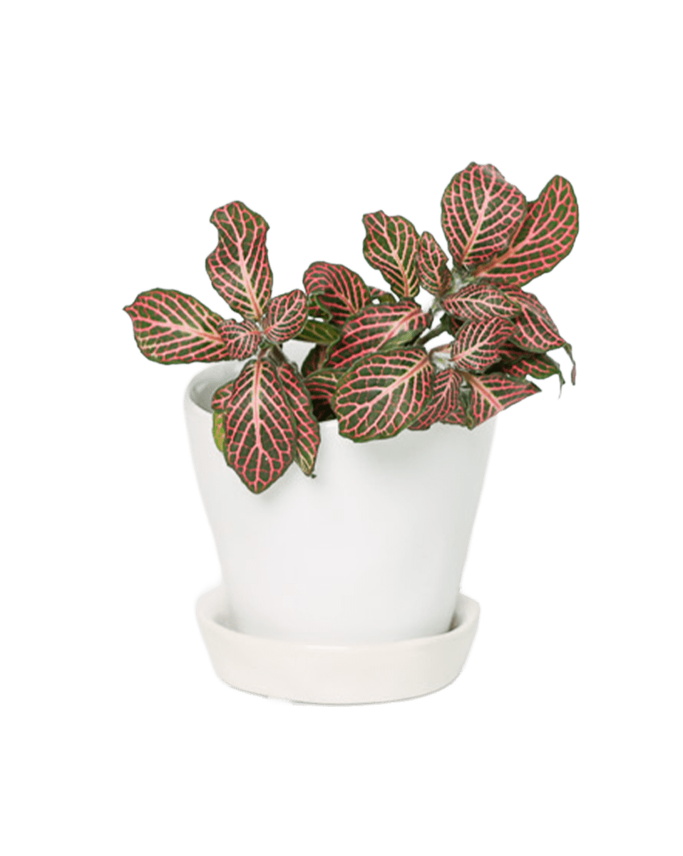 Tika Ceramic Pot & Saucer Set With Drainage - Chive US Wholesale